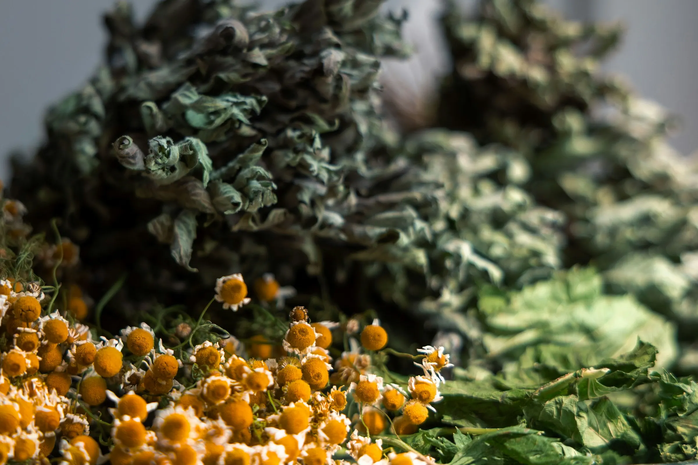 Ekološka kamilica u preradi