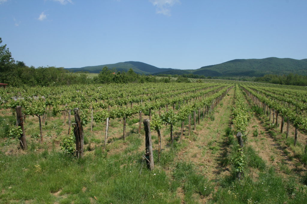 Vinogradi Jakobović