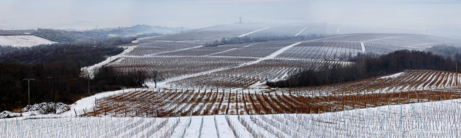 Vinogradi pod snijegom
