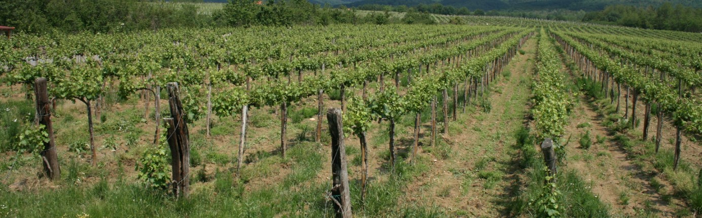 Vinogradi povrh Vetova