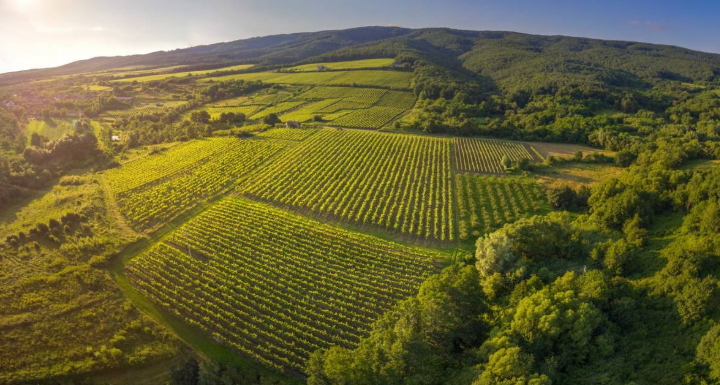 Vinogradi Zlatne doline na obroncima Papuka