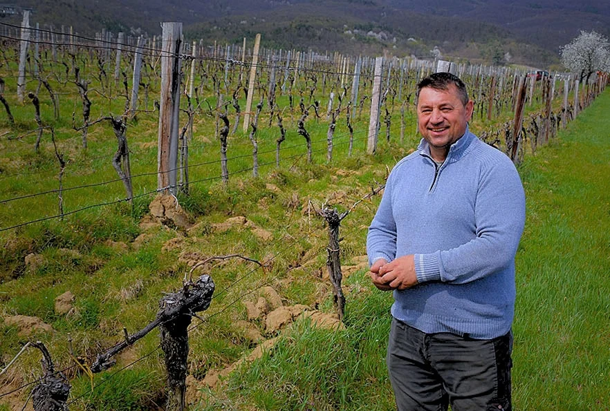 Drago Matić u vinogradu u Mitrovcu