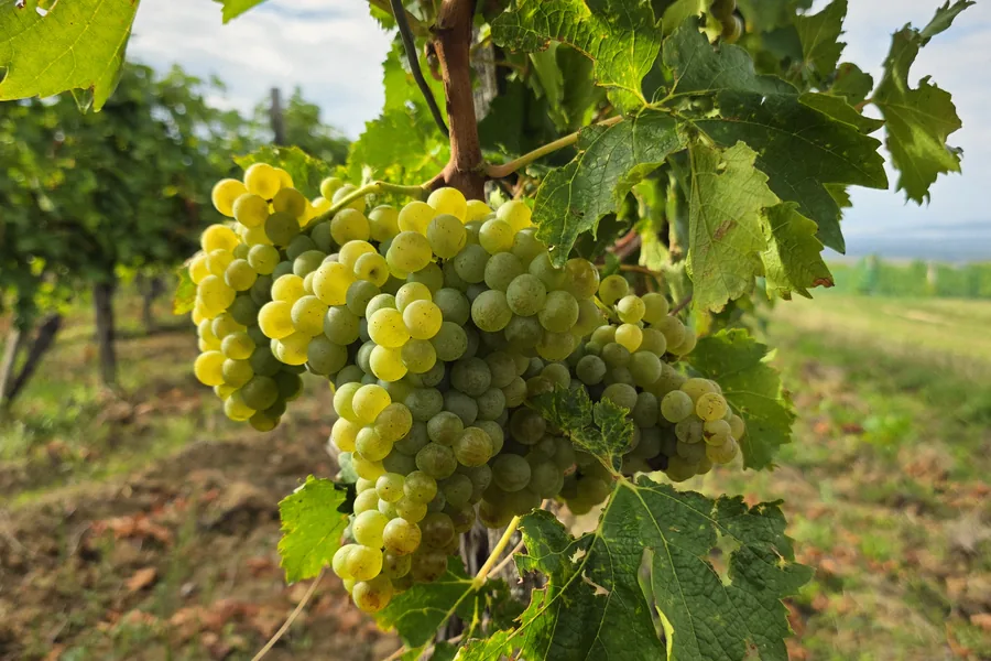 Grozd graševine na trsu u Mitrovcu