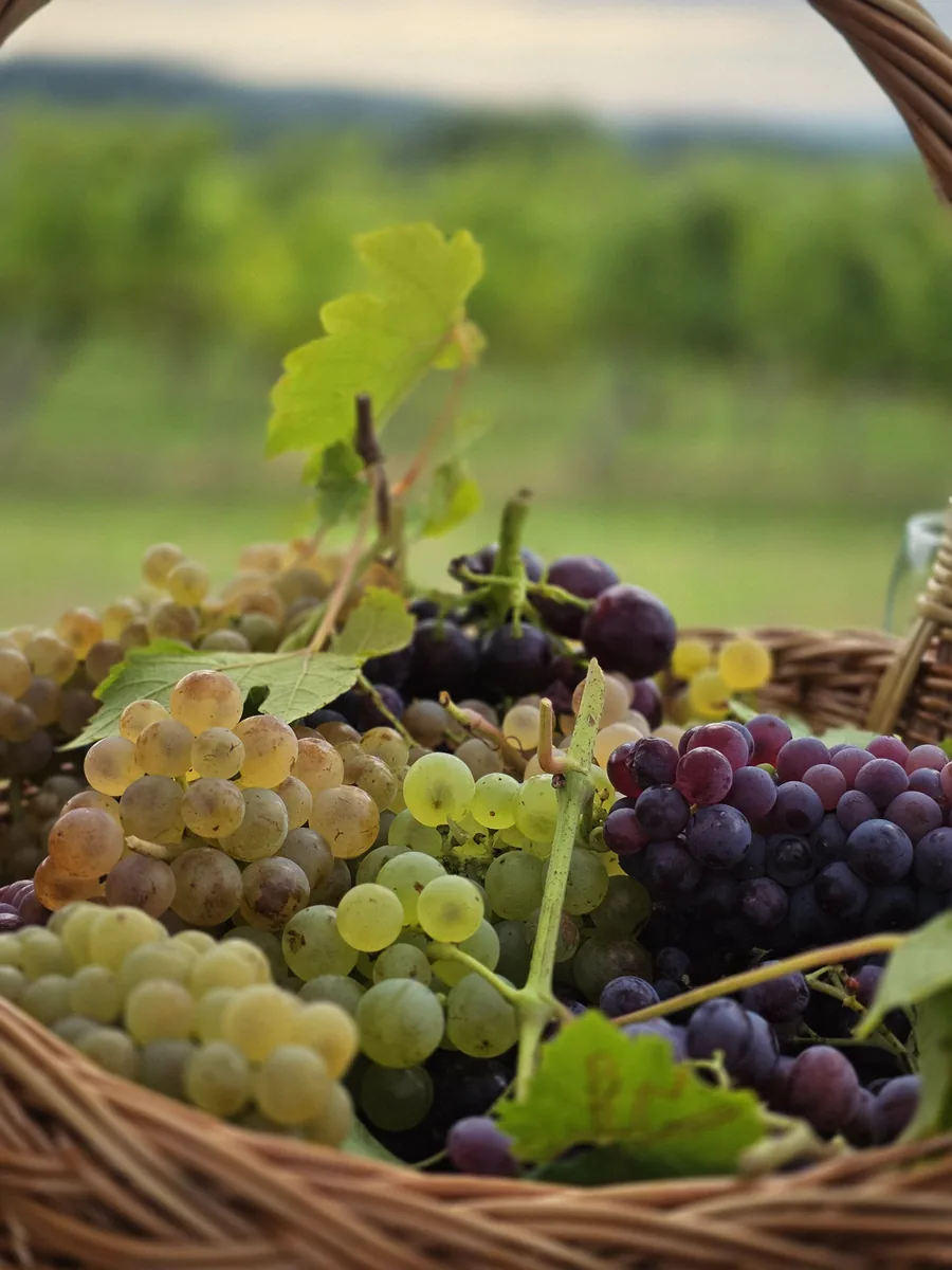 Košara grožđa iz vinograda u Mitrovcu
