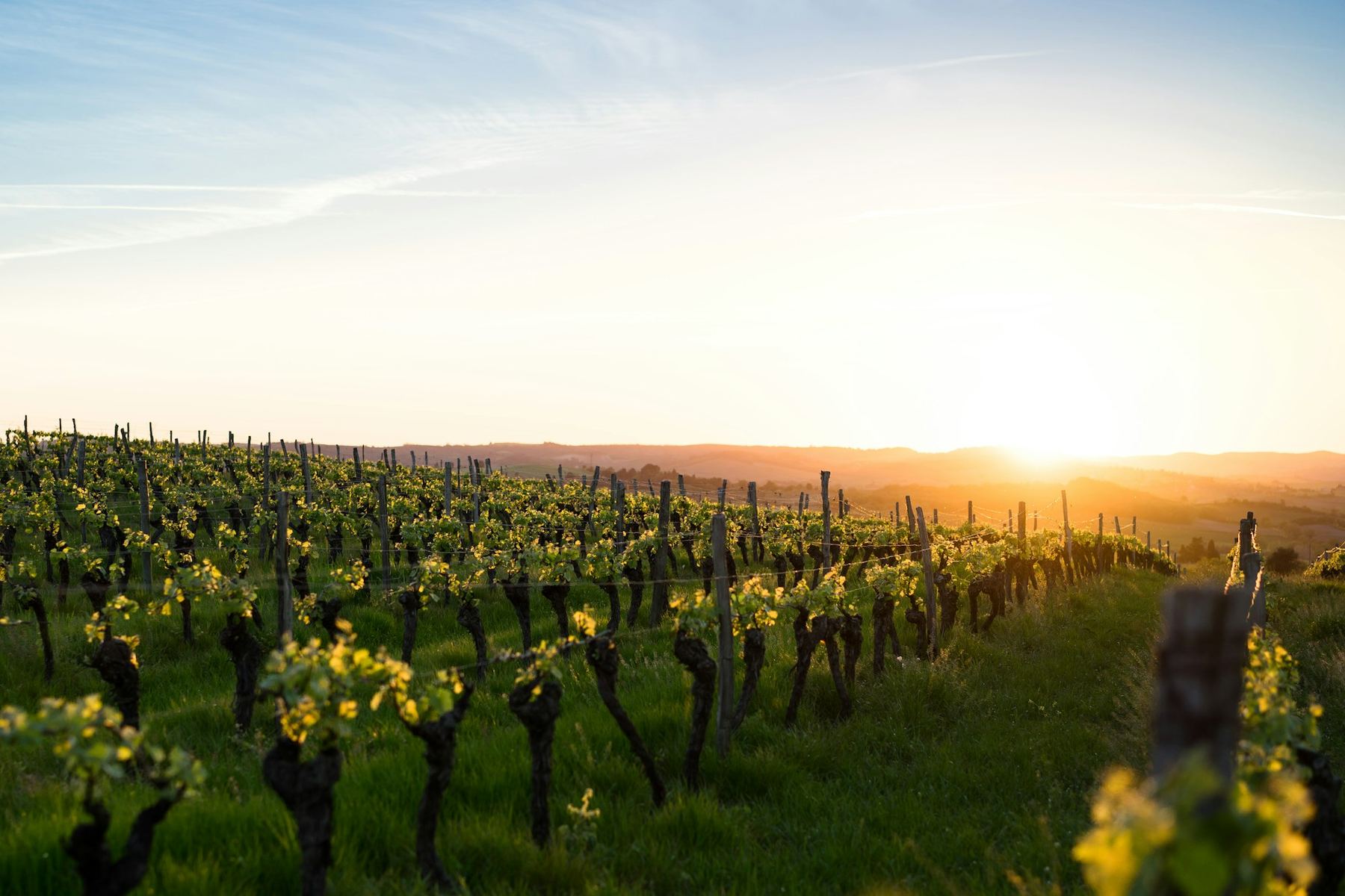 Vinograd