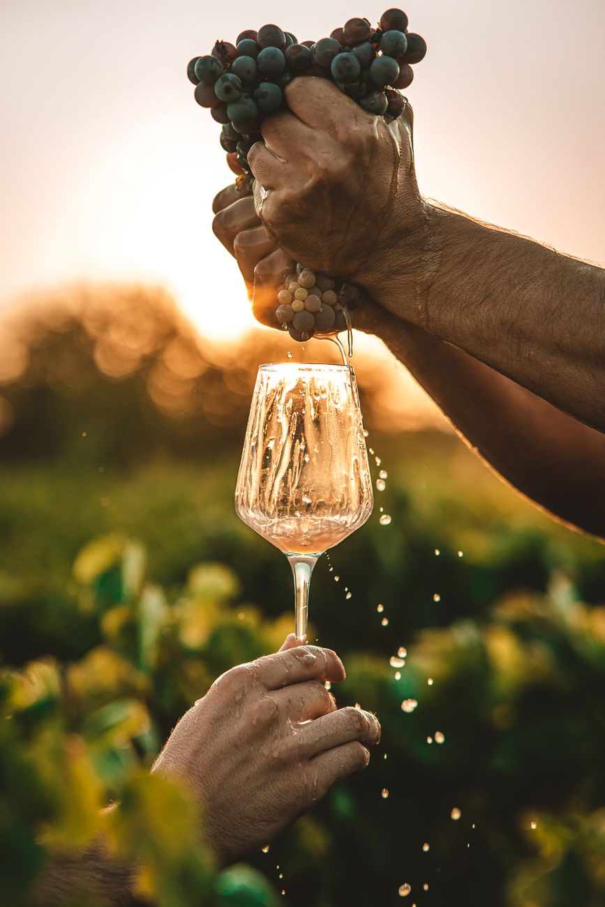 Grožđe i čaša u vinogradu