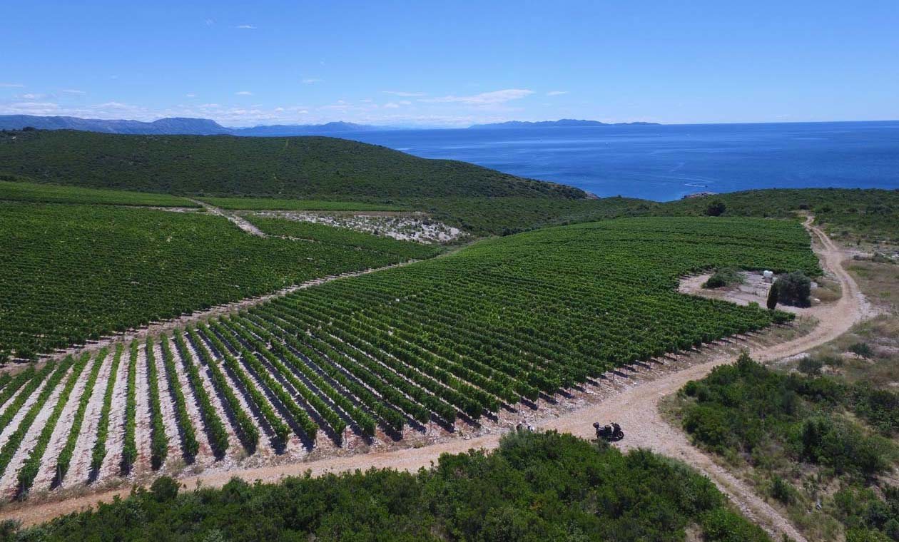 Vinograd Zure